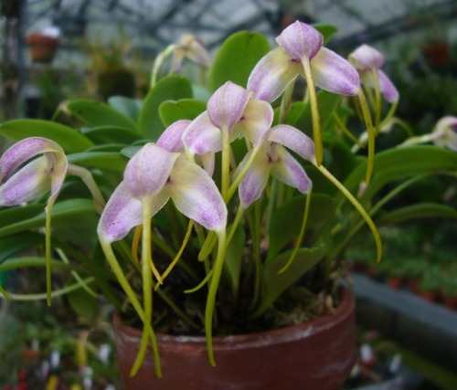 orchid-a-day: Masdevallia rhinophora February adult photos