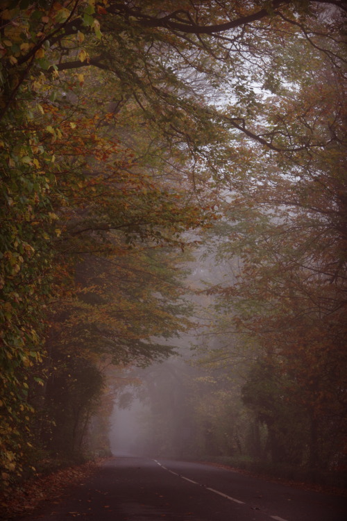 artsinmyheart: Misty Road For @photosworthseeing no edit friday