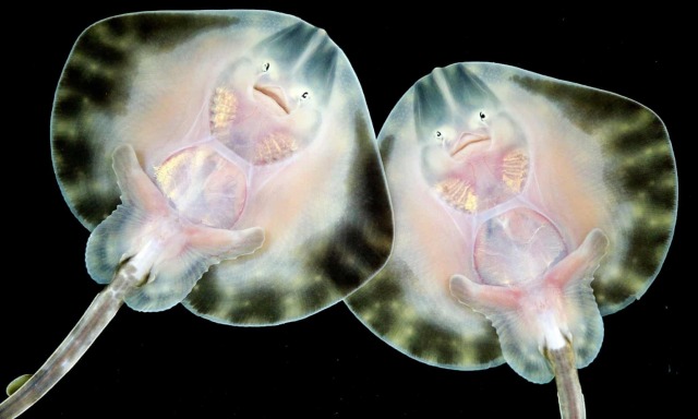 You don't need to look far to find aliens The world abounds in strange creatures, but the babies of some of them are even odder...