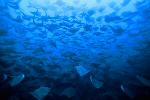 nubbsgalore:the bluetiful planet. photos by (click pic) eduardo acevedo, eduardo lopez negrete, ron 