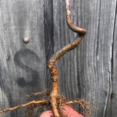 3 year-old Seedling apple tree.#bonsaimaterial #bonsai #malusbonsai #appleart #vulturehill https:/