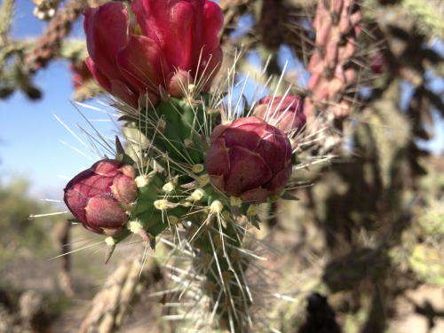 Harvesting Cholla buds. 1. Wander the desert until you find cholla, buckhorn and staghorn are excell