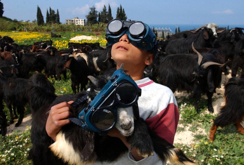 fresherbrine: A young Lebanese shepherd carries a goat as he watches a partial solar eclipse in the 
