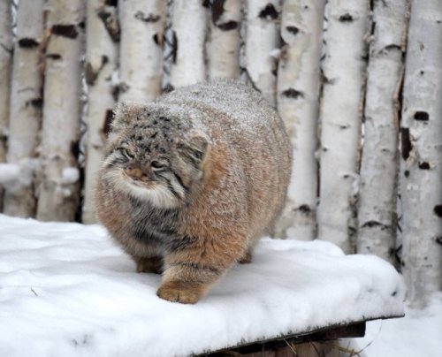 sheldrakus:cuteanimals-only:so fluffy and furious -fluffy and furious, puffy and curious, likely to 