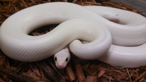 lovingexotics:  Rainbow Boa - Leucistic   Epicrates cenchria   Source:  Here