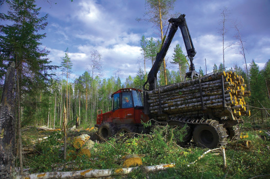 jumpingjacktrash: glumshoe:  i-am-an-adult-i-swear:  rowantheexplorer:  anarchyisfunandfree:  anarchyisfunandfree:  anarchyisfunandfree: Fun fact, hammering metal spikes into tree trunks is a federal crime in the US because environmental activists used