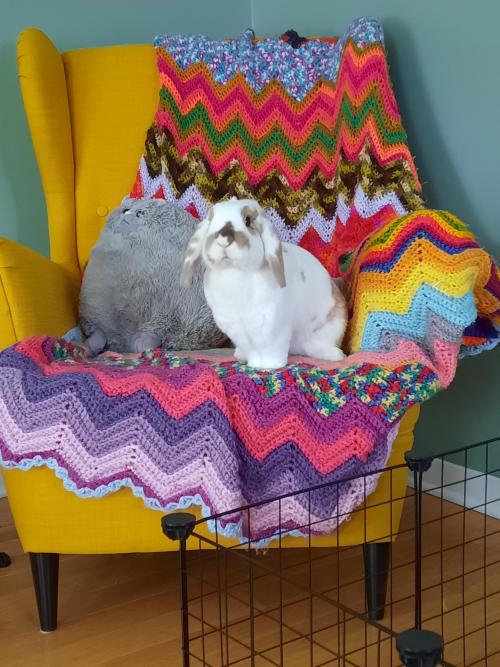 Tao modeling on his yellow chair