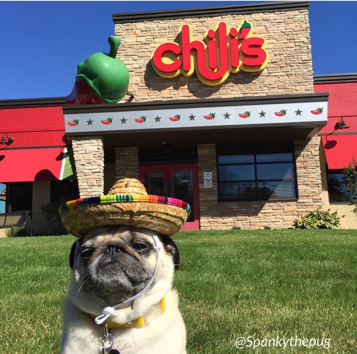 walkinthepug:  It’s not authentic Mexican , but then neither am i