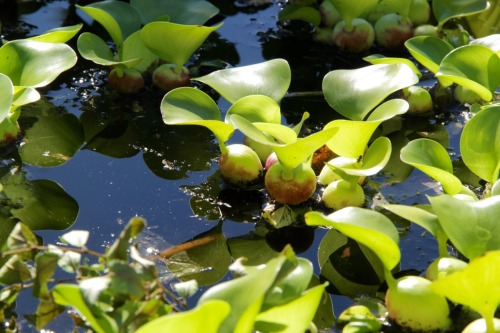 8.23.16 - Eichhornia crassipes (water hyacinth).