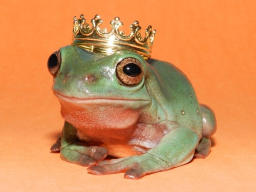 dailyfrogs:what a magnificent frog!!!