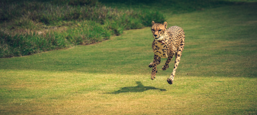 sdzsafaripark:  Animal Fact: Cheetahs are the only cats that can change direction midair while chasing prey. Cheetah run pics by Stephen Moehle. 