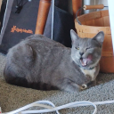 shadythewolf-blog - Pebbles