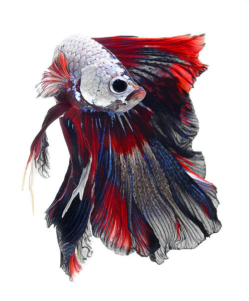 aquaforia:kick-ass-things:The Graceful Betta BachelorThe last one is my favorite