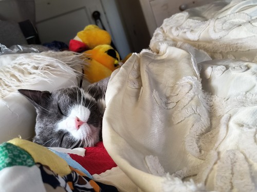 Smokey's Birthday Is In 4 Days Say Happy Birthday To Him If You'd Like. He's Turning 2 Years Old This