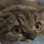 thedogeveryonehates: