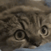 thedogeveryonehates: