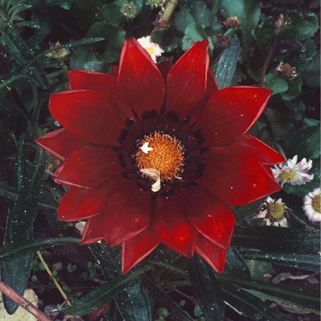 Might look so grand from a distance that you need to touch
It gives a vision of the simple but it is so much #iamamiwhoami #red #beautifulflower