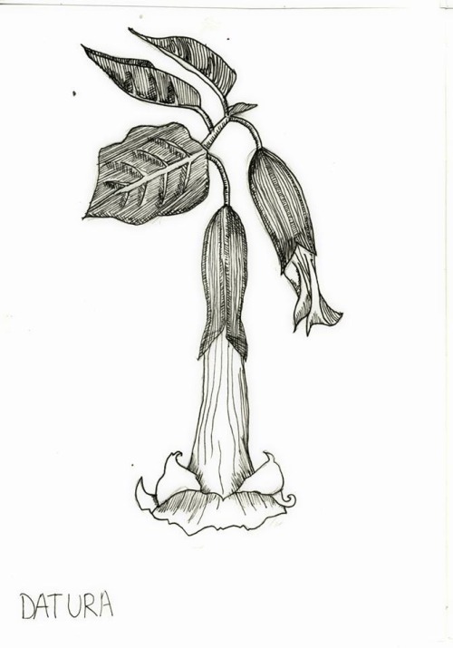 mondchild:10 out of 20 scientific illustrations I drew for my course :)