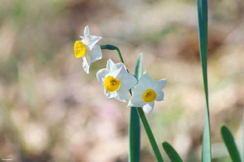 22 January 2021. Daffodils in Tokyo, Japan