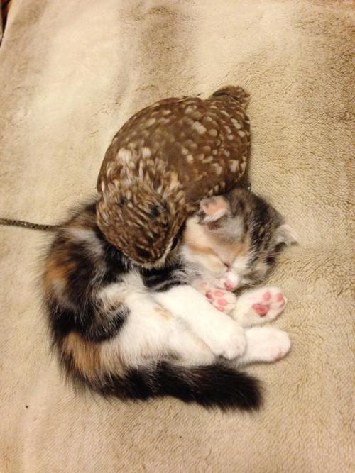 oh–ok: feathercut: Kitten and owlet friendship (source) @khubsooratt