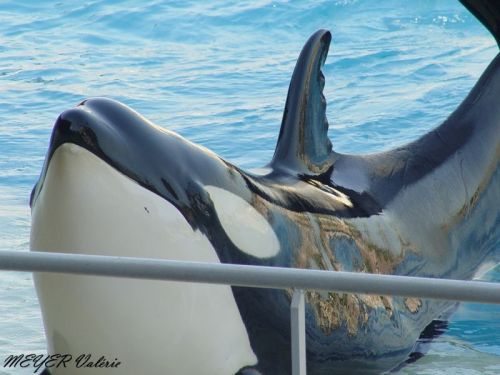 Gender: MalePod: N/APlace of Capture: Born at Marineland Antibes, FranceDate of Capture: Born Februa