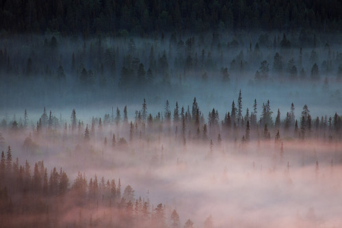 tiinatormanenphotography: Another epic misty sunrise. 11th Aug 2015, Iso-syöte, Finland by Tiin