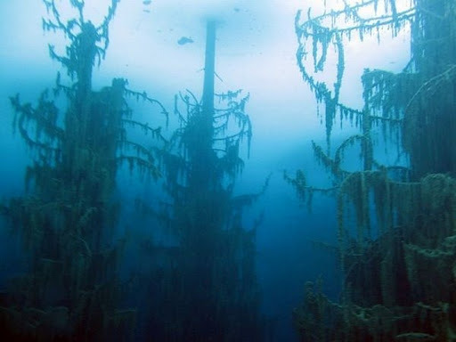anaffinityfor:  odditiesoflife  The Amazing Underwater Forest of Lake Kaindy What