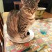 catasters: