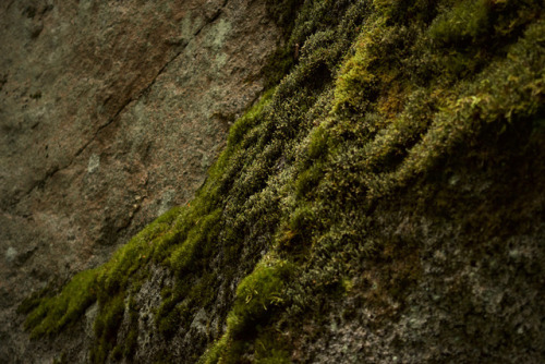 peikkotanssi:petting mosquitoes and building forests with @trollpogo