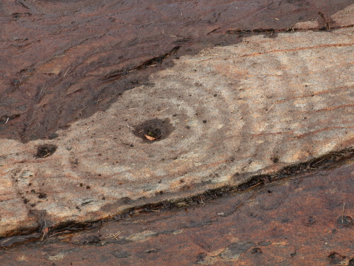 Achnabreck Rock Art, Argyll, Scotland, 25.7.16. A second visit to Kilmartin Glen provided me with so