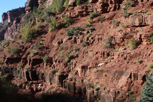 Hermit Formation In my discussion of the Supai Group, I talked about how sometimes it’s diffic