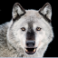 wolveswithinus-blog