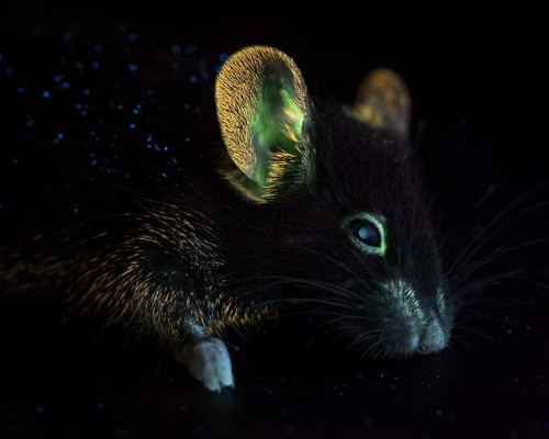 Matthieu Gafsou, Untitled Photograph of a genetically modified mouse, fitted with a bioluminescence 