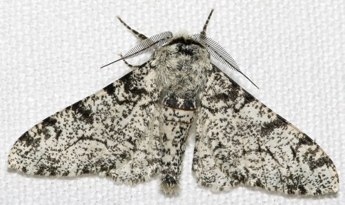 aquiraxuno: Peppered moth variations