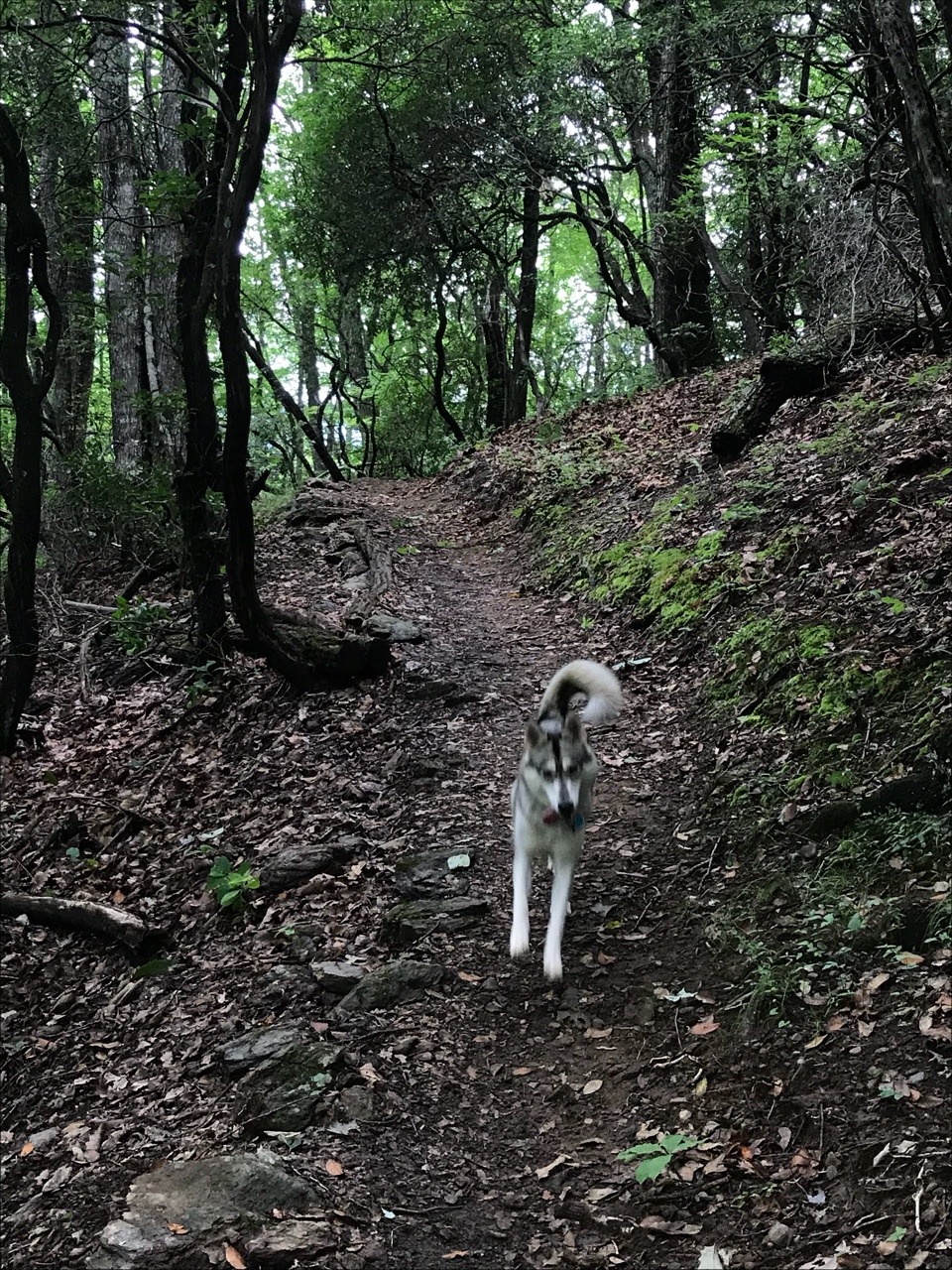 naked-yogi:    Maya smiling in the woods: a chronicle 