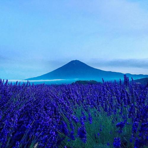 daughterofaphrodite828:  30west42fit:  aiiaiiiyo:Mt. Fuji, Japan at dusk - July 2016. [OC] [3020x3020] Check this blog!  💙💙💙  💜💜💜