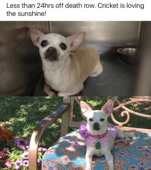 askher4: sheilikhal: monkeysaysficus: onyourleftbooob: Before vs After Adoption[source] Truthfully t