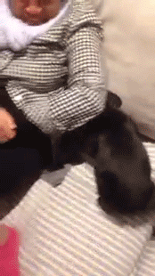 sizvideos:  Cute french bulldog puppy loves her cuddle spot!Video