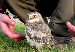 fat-birds:  Linford and Christie the Baby Burrowing Owls.