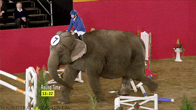funnyandhilarious:  This Elephant Laughs At Your Rules »  Me, going through life&hellip;breaking