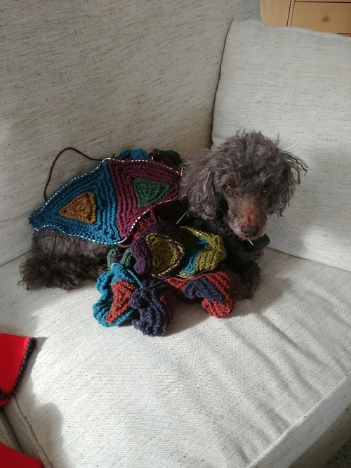 I just wanted to share that I made a blanket for my dog. I do not have any children, so I have never