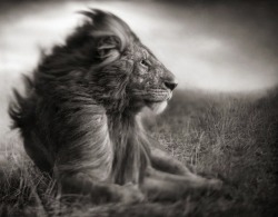 artnet:  King Among Animals It was during  a 1995 shoot of Michael Jackson’s Earth Song in Tanzania that Nick Brandt was struck by the beauty of the animals and East Africa. After that shoot, he felt that he could not sufficiently express his love