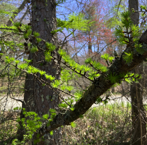 May 1st hike (well, walk, really) in Great Brook Farm State Park, in Carlisle MA.Top three: soft new