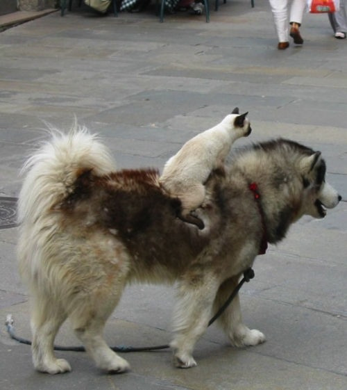 petapeta:  Hilarious Photos of Animals Riding Other Animals - My Modern Metropolis