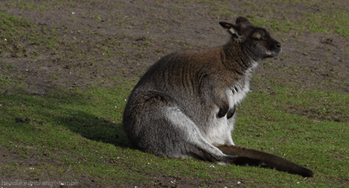 headlikeanorange:  Bennett’s wallaby