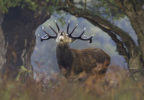 bluesundrops: A Framed Stag by Kristian Bell on Flickr.