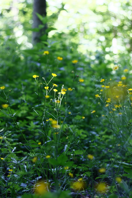 Ranunuculus sp.