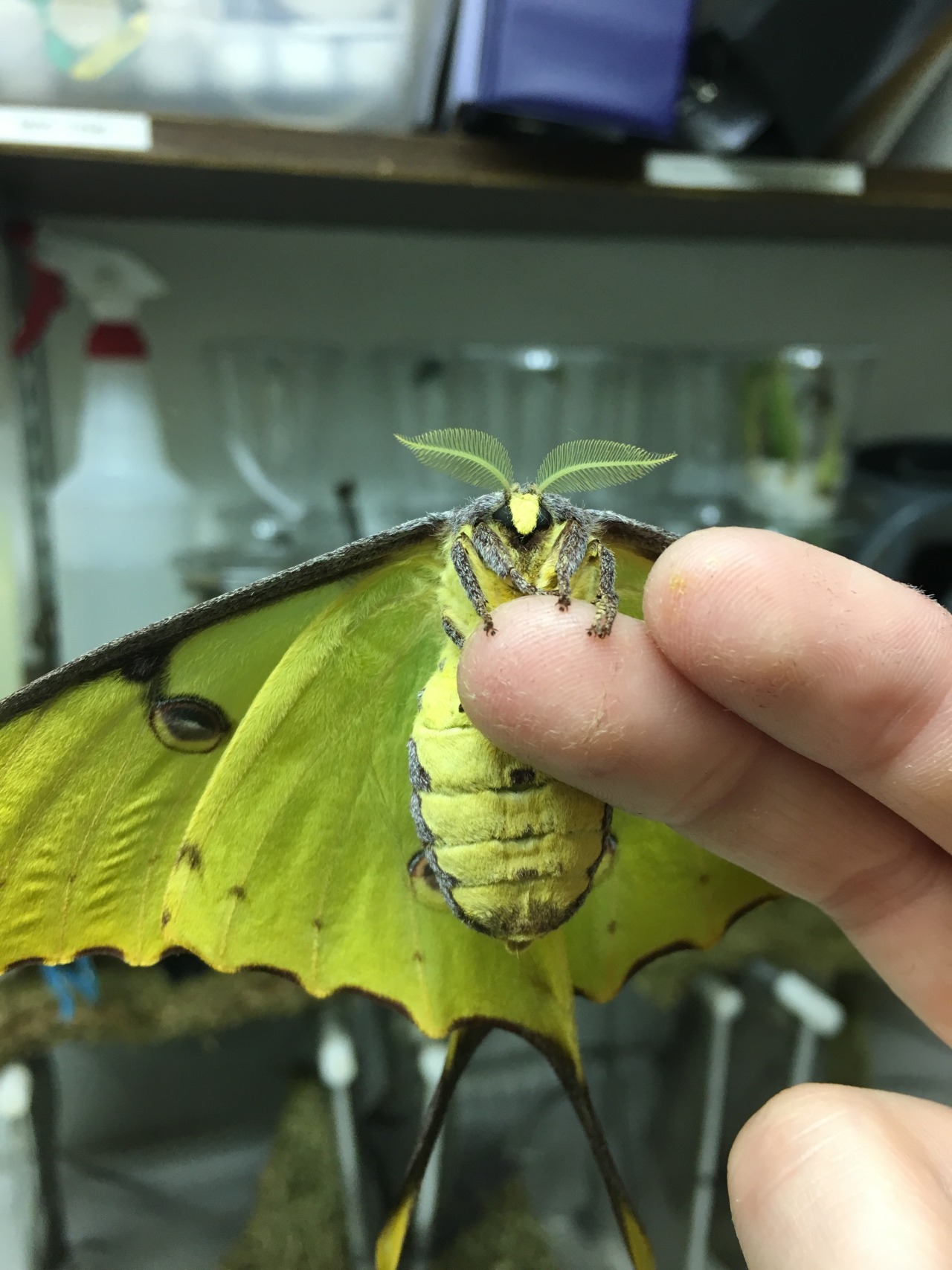 thesummerofmoths:  This pudgy lil’ African moon moth from my work wanted to say