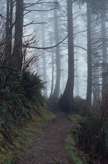 Into the trees by margolove on Flickr.