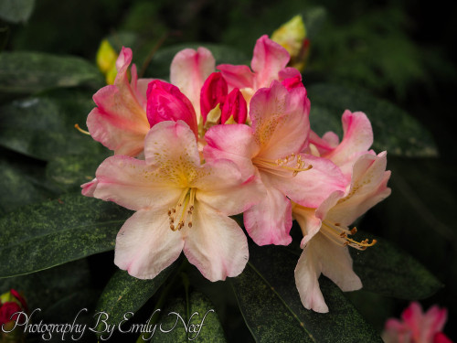 Some of the flowers that were in bloom at Snoqualmie Falls when I visited yesterday.